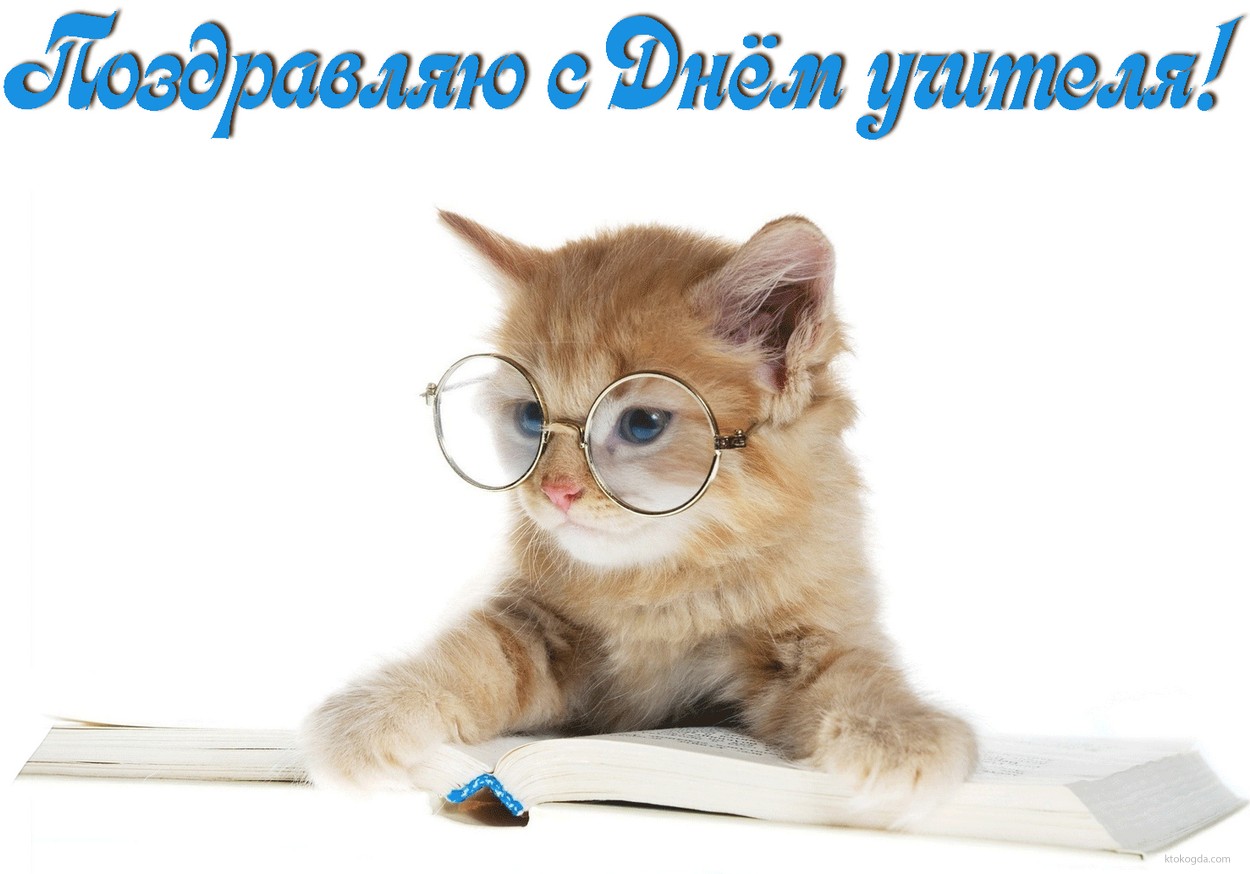 Открытка поздравляю с Днем учителя прикольная, кот
