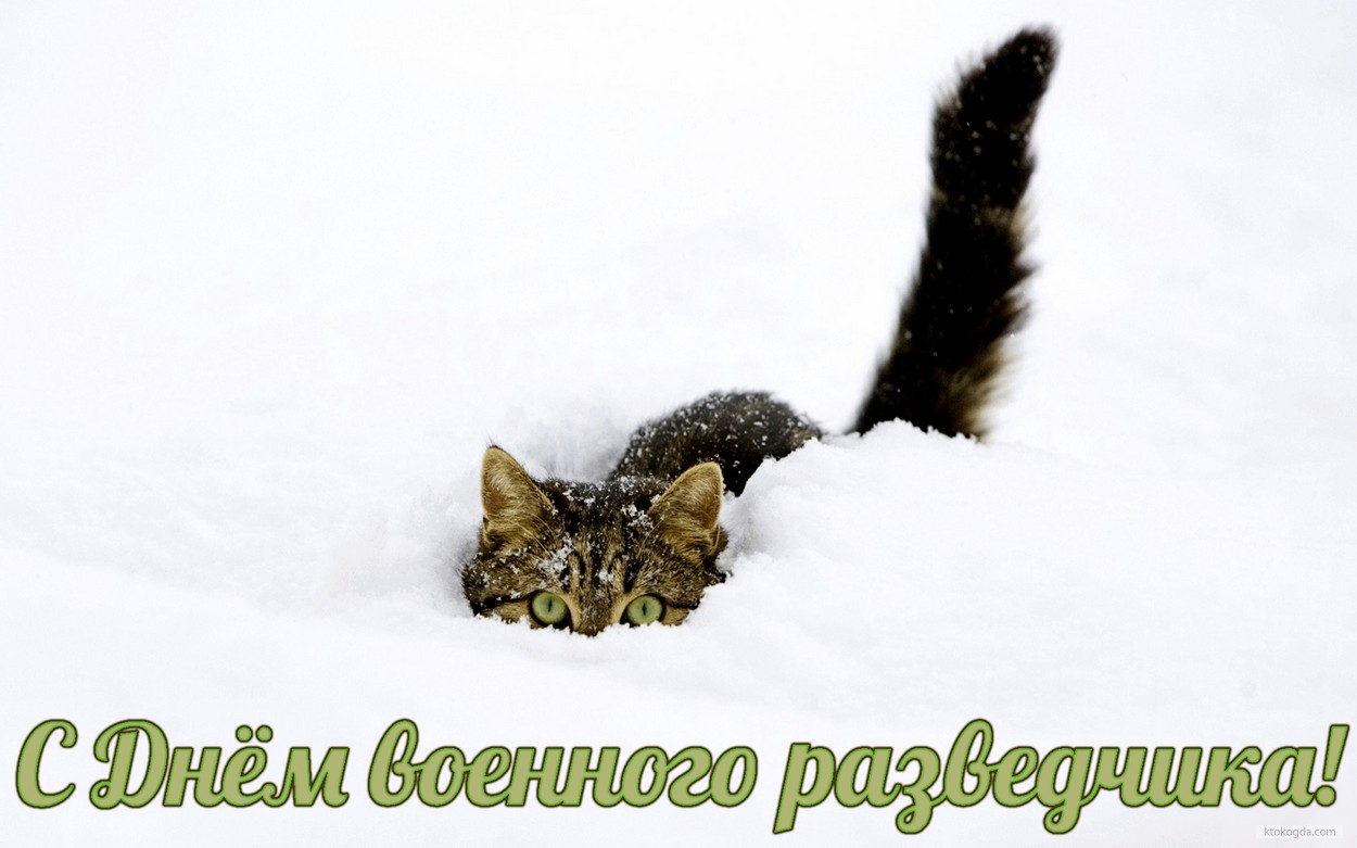 Открытка с Днем военного разведчика, прикольная, кот