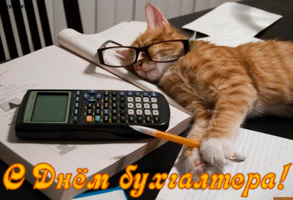 Открытка с Днем бухгалтера, кот