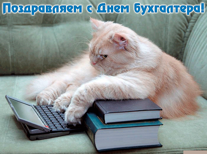 Открытка с Днем бухгалтера прикольная, кот