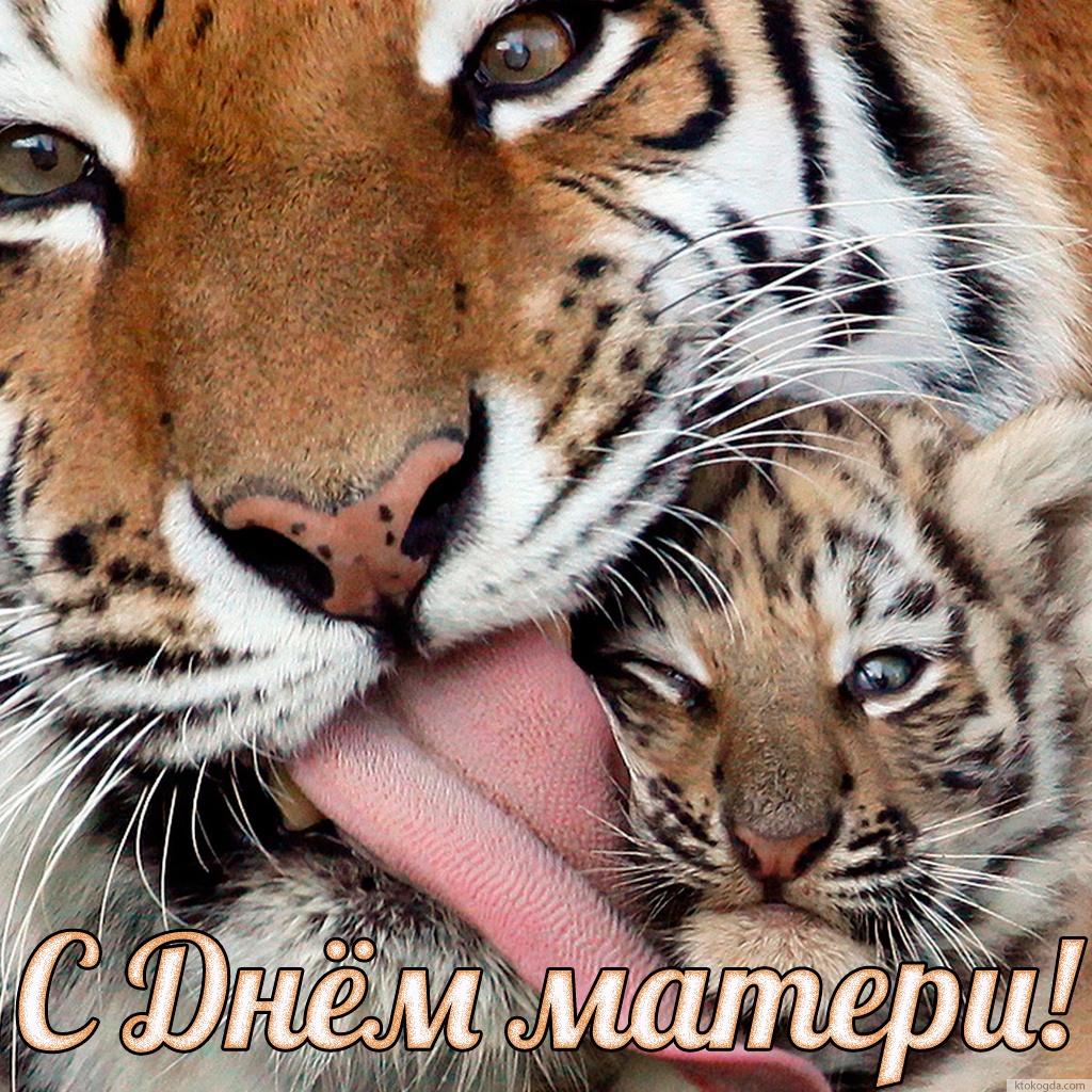 Открытка с Днем матери, тигры