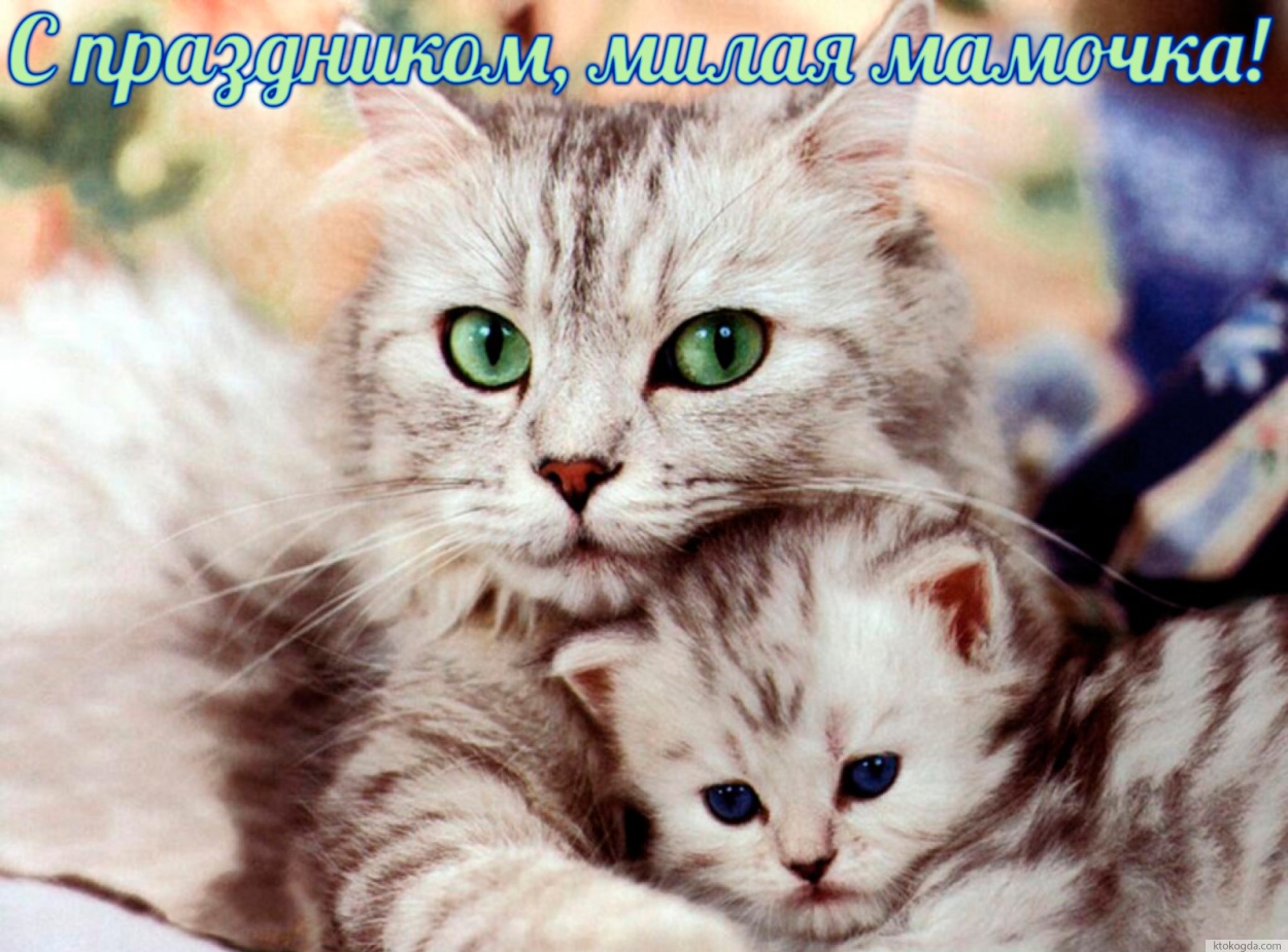 Открытка с Днем матери, кошка и котенок