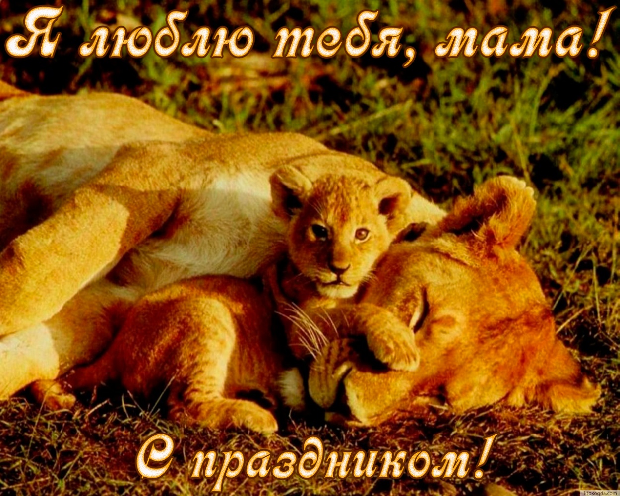 Открытка с Днем матери, львы