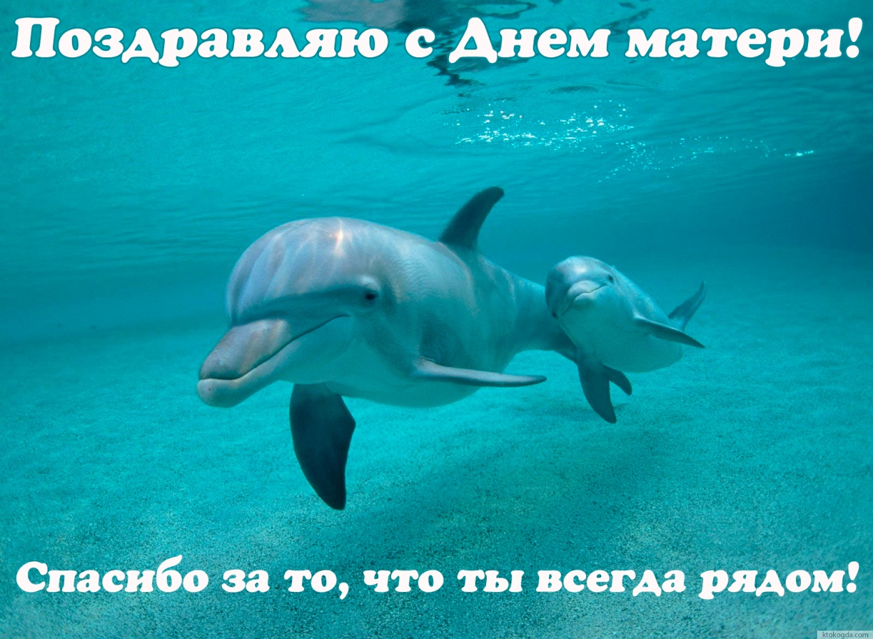 Открытка с Днем матери, дельфины