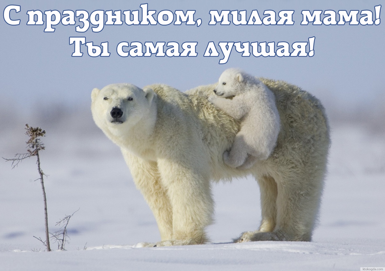 Открытка с Днем матери, медведи