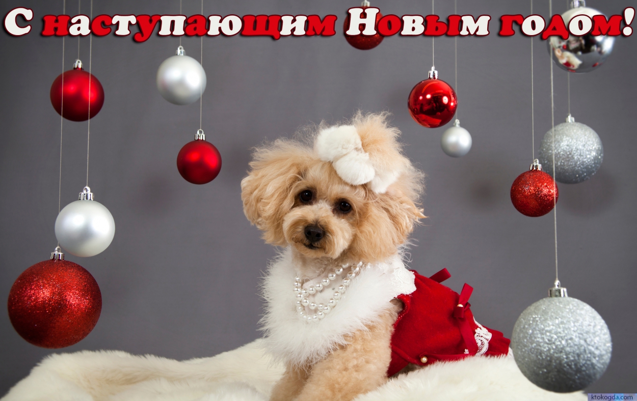 Открытка с наступающим Новым годом прикольная