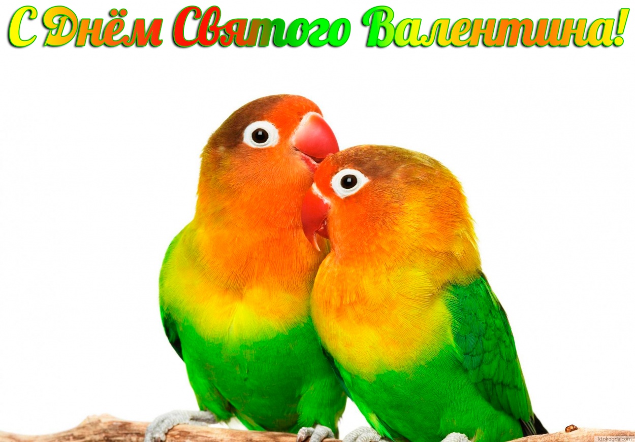 Открытка с Днем Святого Валентина, попугаи-неразлучники