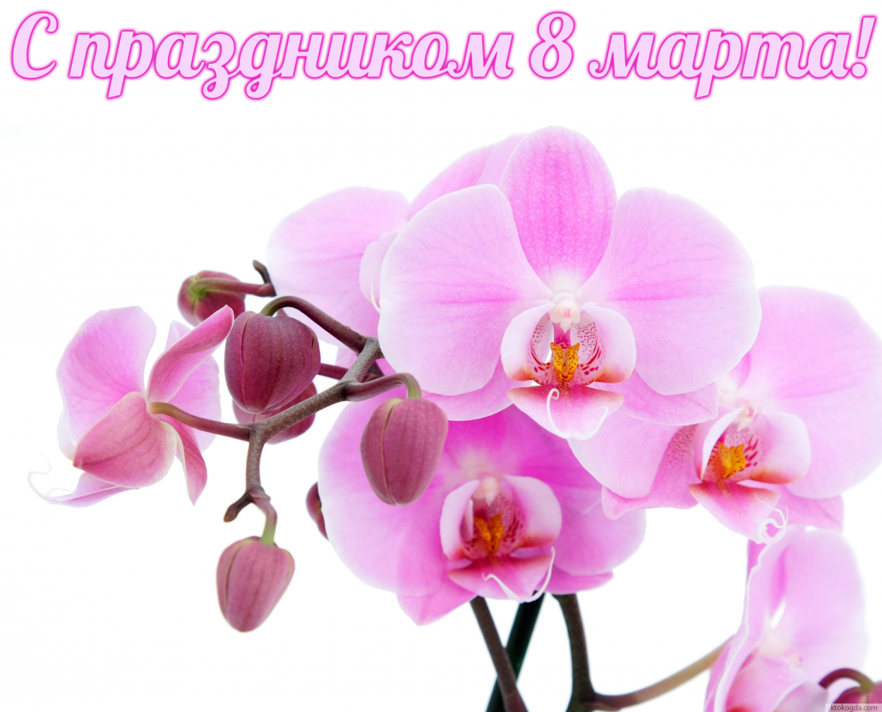 Открытка к празднику 8 марта, орхидея