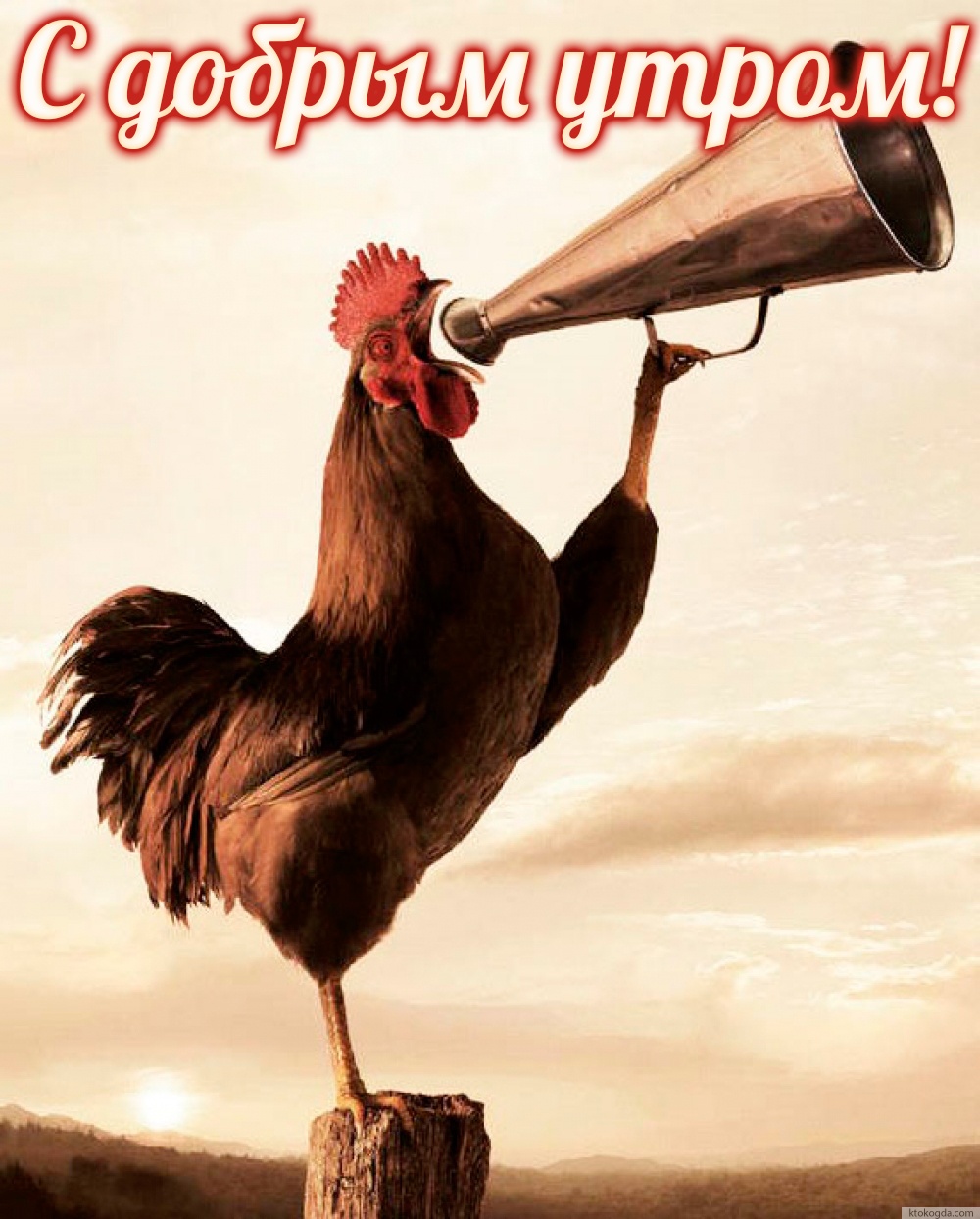 Открытка с добрым утром прикольная, петух