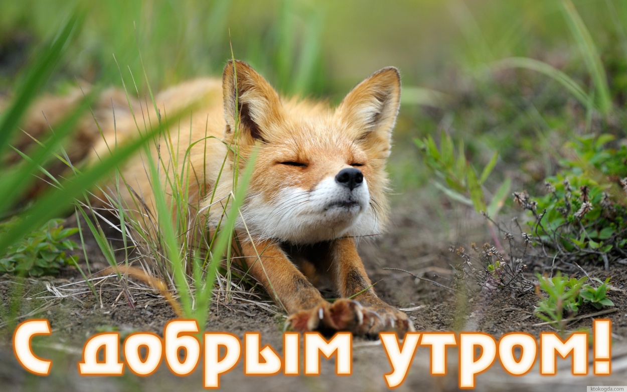 Открытка с добрым утром прикольная, лисенок