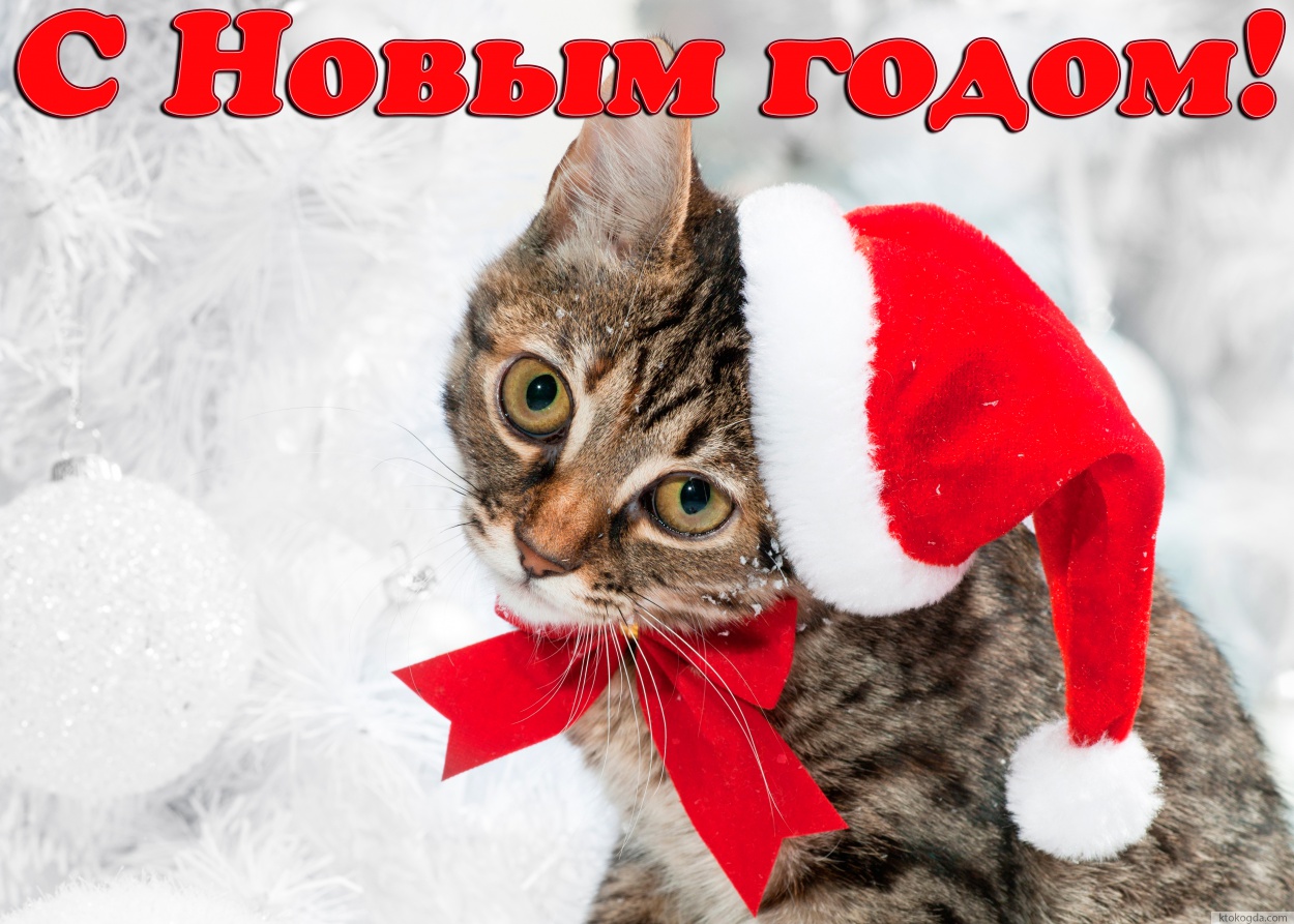 Открытка с Новым годом, кот