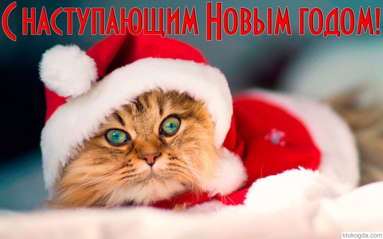 Открытка с наступающим Новым годом 2016, кот