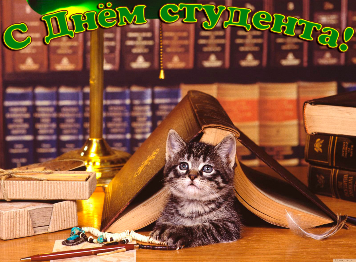Открытка с Днем студента прикольная, котенок