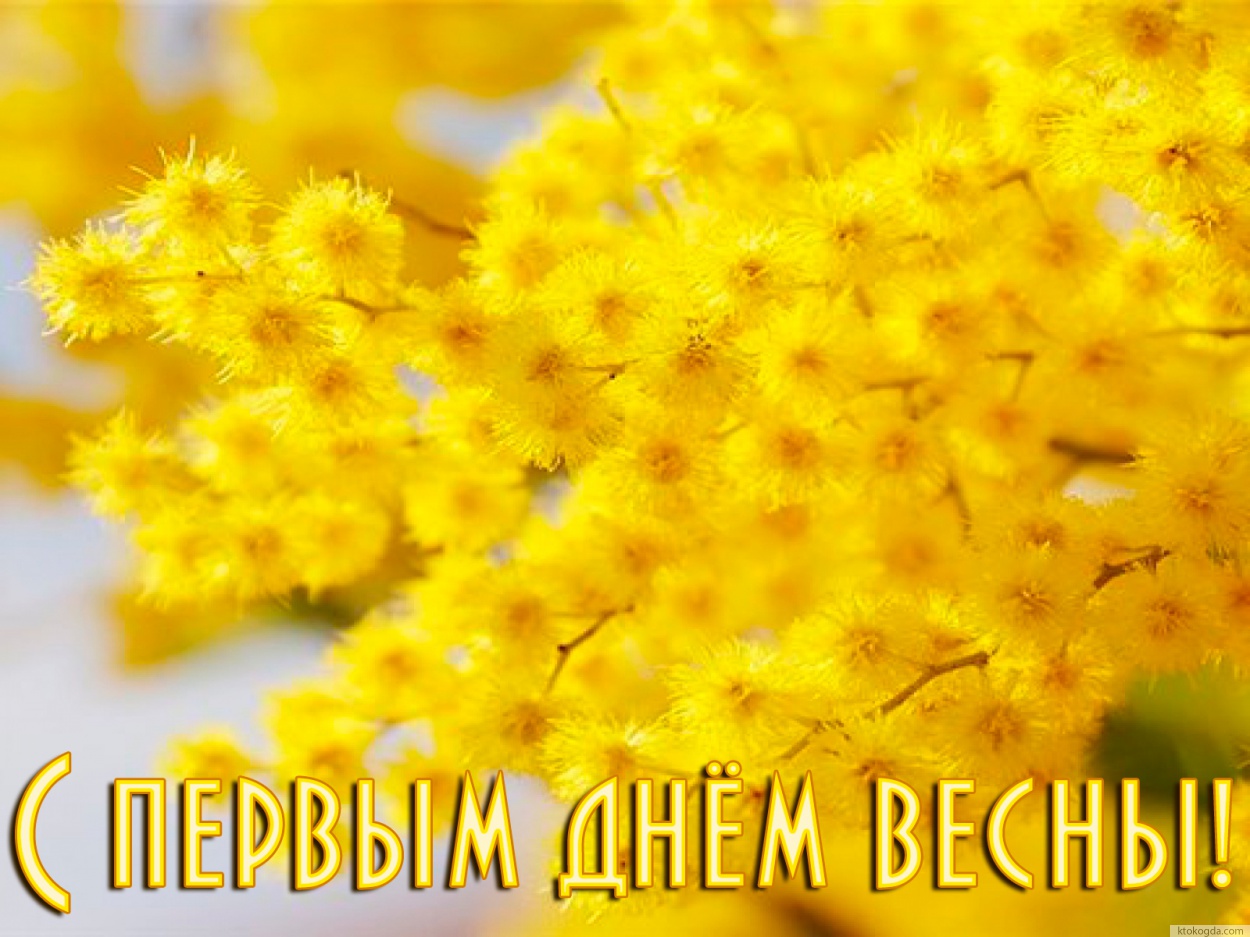 Открытка с первым днем весны красивая, мимоза