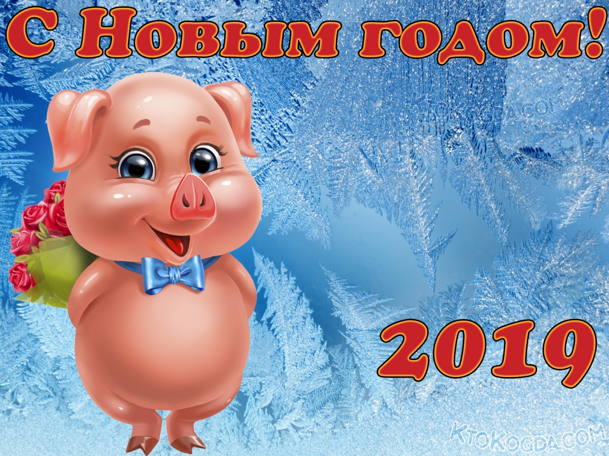 Красивая свинка 2019