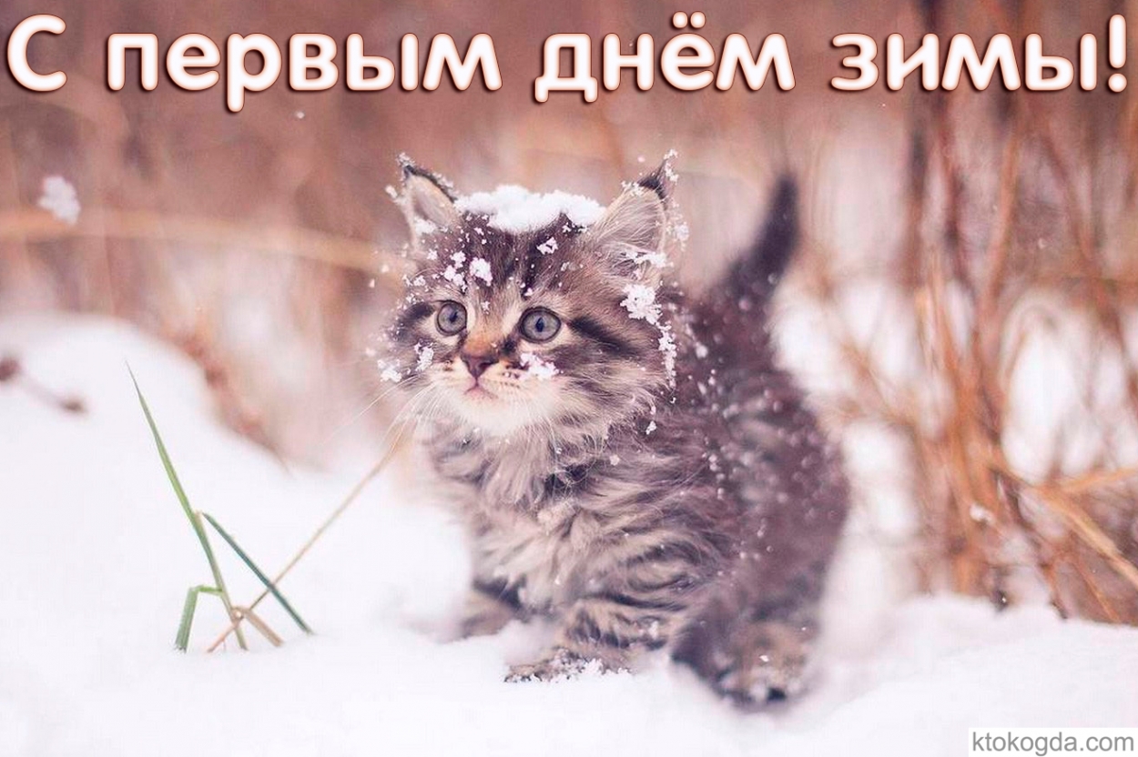 Открытка с первым днем зимы, кот и снег