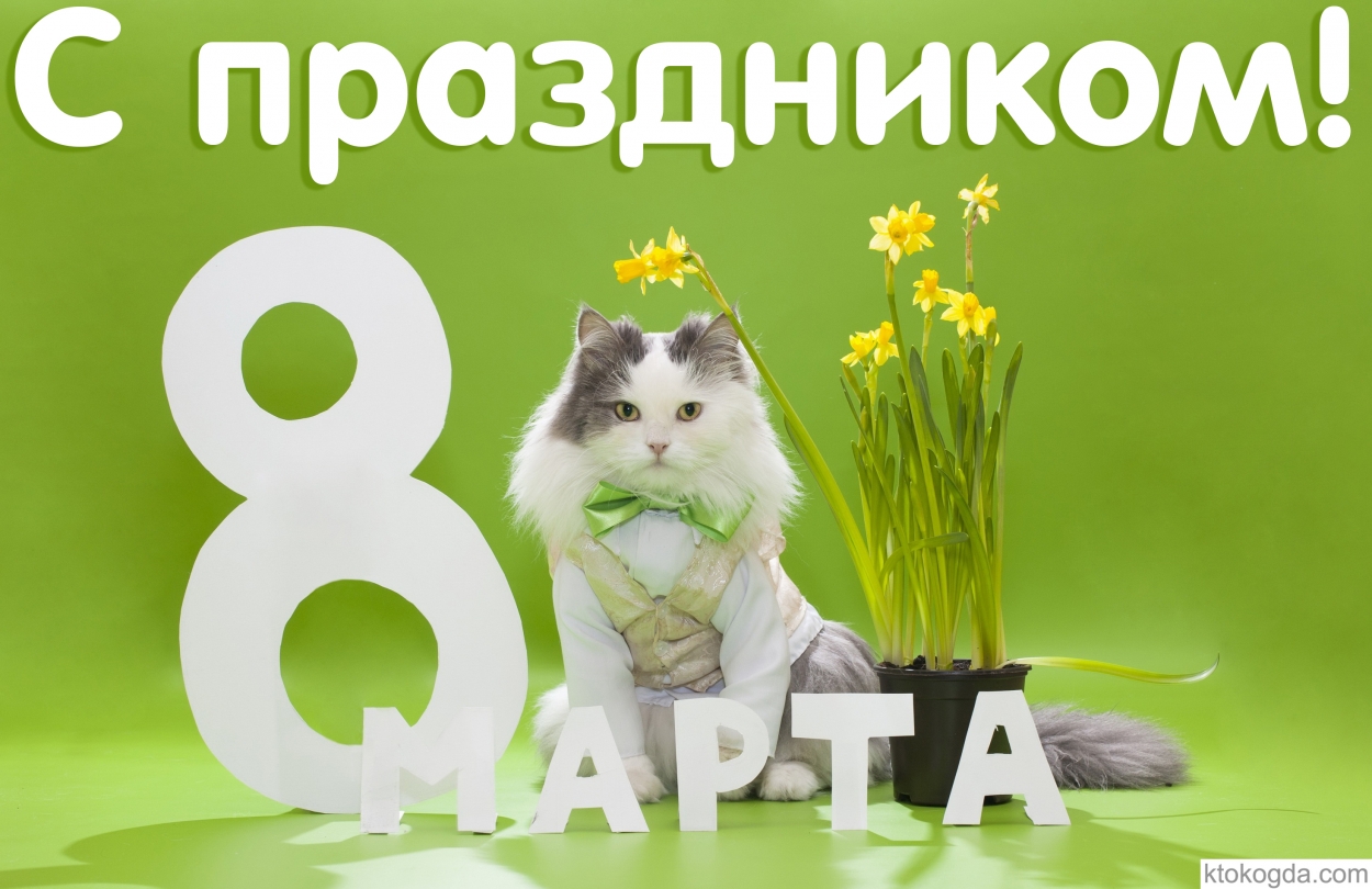 Открытка с праздником, тюльпаны, кот