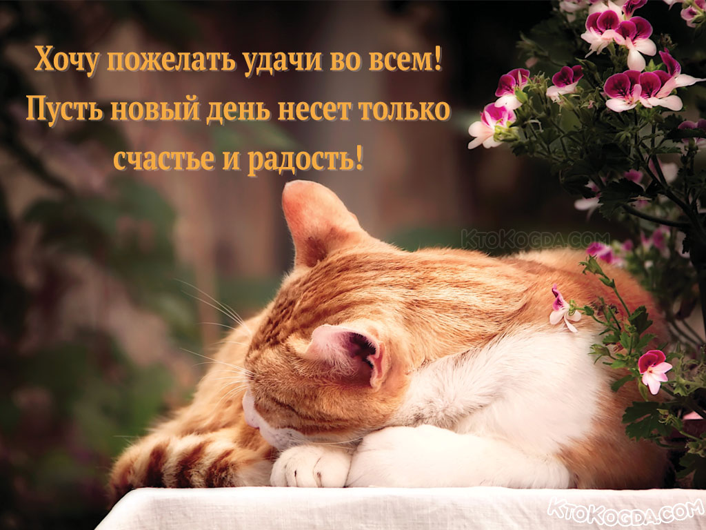 Хочу пожелать удачи во всем! Пусть новый день несет только счастье и радость!