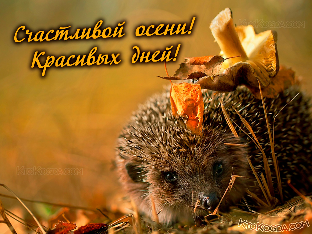 Ежик в листве