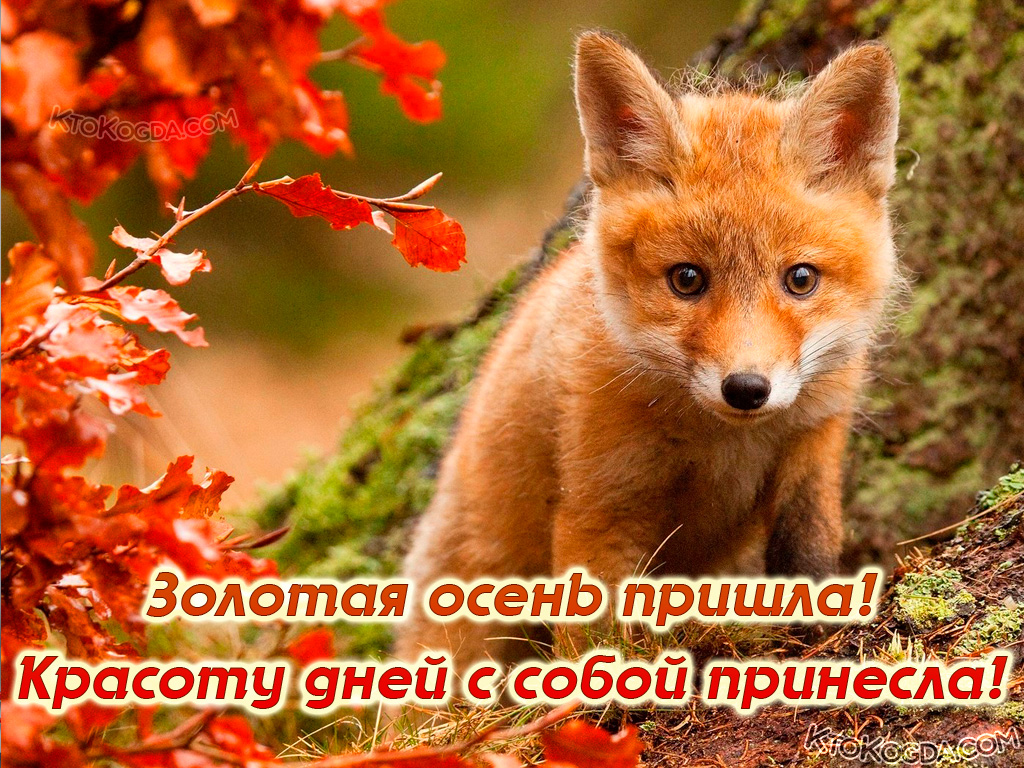 Красота осенних дней