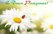 Открытка с Днем Рождения, цветы, ромашка