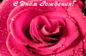 Открытка с Днем Рождения, цветы, розовая роза