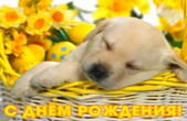 Открытка с Днем Рождения, щенок и цветы в корзине