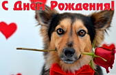 Открытка с Днем Рождения, собачка и роза