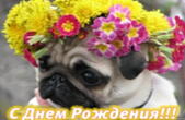 Открытка с Днем Рождения, собака, цветы