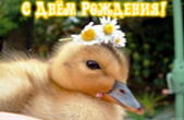 Открытка с Днем Рождения, животные, утенок и цветы