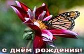 Открытка с Днем Рождения, цветок и бабочка