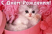 Открытка с Днем Рождения, котенок