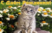 Открытка с Днем Рождения, животные и цветы, котенок и ромашки