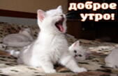 Открытка с добрым утром, животные, котята