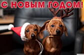 Открытка с Новым годом, животные, щенки таксы в новогодних шапках Деда Мороза-Санта Клауса