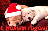 Открытка с Новым годом 2018, животные, щенки в новогодних шапках