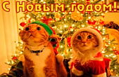 Открытка с Новым годом, животные, коты в новогодних шапках