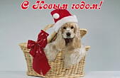 Открытка с Новым годом, животные, собака в новогодней шапке Деда Мороза/Санта Клауса
