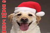 Открытка с Новым годом, животные, собака в новогодней шапке Деда Мороза/Санта Клауса