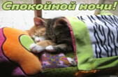 Открытка спокойной ночи, спящие котята