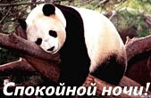 Открытка спокойной ночи, животные, коала