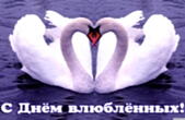Открытка с Днем влюбленных, лебеди