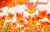 Открытка с наступлением весны, тюльпаны