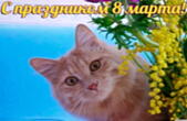 Открытка с праздником 8 марта, кот