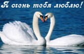 Открытка я очень тебя люблю, лебеди
