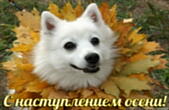 Открытка с наступлением осени, собака