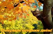 Открытка с первым осенним днем, кот