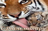 Открытка с Днем матери, тигры