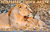 Открытка с Днем матери, спасибо, львица и львенок