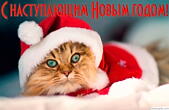 Открытка с наступающим Новым годом 2016, кот